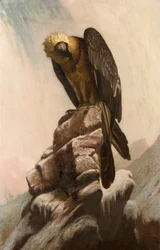 Aigle sur une falaise