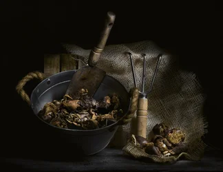 Champignons cueillis et outils