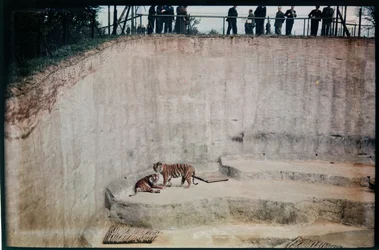 Zoo de Whipsnade, Whipsnade, Central Bedfordshire, Central Bedfordshire, UK