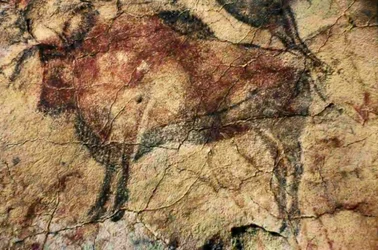 Bison. Peinture rupestre d