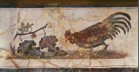Coq et raisins, Herculanum, Italie