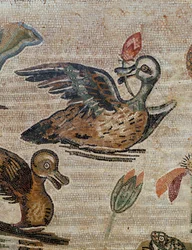 Canards nageant dans une piscine