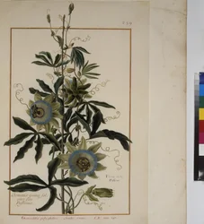 Pleine page : étude de plantes, vers 1650-75
