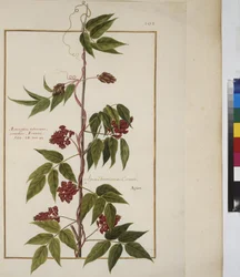 Pleine page : étude de plantes, vers 1650-75