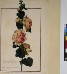 Pleine page : étude de plantes, vers 1650-75