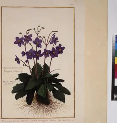 Pleine page : étude de plantes, vers 1650-75