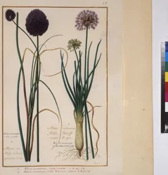 Pleine page : étude de plantes, vers 1650-75