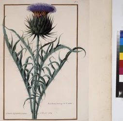 Pleine page : étude de plantes, vers 1650-75