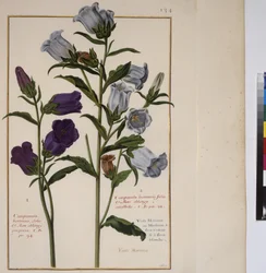 Pleine page : étude de plantes, vers 1650-75
