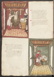 Pleine page : texte et miniatures : " Carne grande nostrana ingrasata " (miniature)
