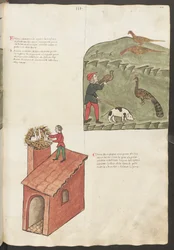 Pleine page : texte et miniatures : " Fasani " - " Pavone " (miniature)