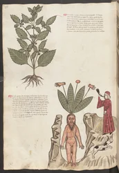 Pleine page : texte et miniatures : " Mercurela " (miniature)