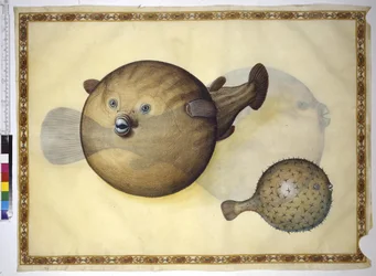 Pleine page : deux poissons-globes sur fond neutre