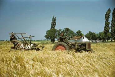 Récolte dans une coopérative hongroise, Puszta, plaine hongroise, Hongrie (photo)