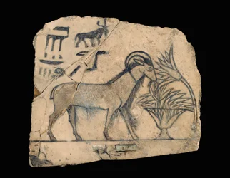 Ostracon avec dessin d