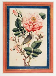 Rose et Rossignol ...
