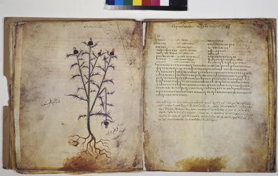 Deux pleines pages : étude de plantes avec inscription