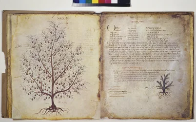 Deux pleines pages : étude de plantes avec inscription