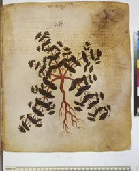 foll. 12v-387r "Herbier de Dioscoride". Pleine page : étude de plantes et inscription ...