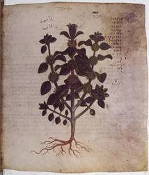 foll. 12v-387r "Dioscorides Herbarium" : pleine page : miniature avec inscriptions : Marrubium vulgare (miniature)