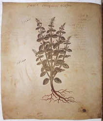 foll. 12v-387r "Dioscorides Herbarium" : pleine page : miniature avec inscriptions : Teucrium scordium (miniature)
