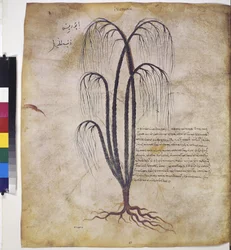 foll. 12v - 387r : "Herbier de Dioscoride". Pleine page : étude de plantes, avec inscription