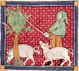 Septembre : cochons mangeant des glands. Miniature du Breviaire d