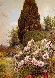 Pivoines, Coddington, près de Ledbury