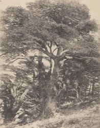 Groupe de Cèdres de Mt. Liban / [Group of Cedar Trees, Mount Lebanon]