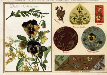 Images de pensées et de mimosa des manuscrits et leur application