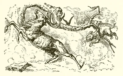 Le cerf regardant dans la mare