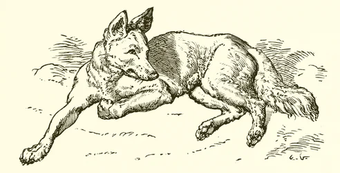 Le Loup en habit de mouton