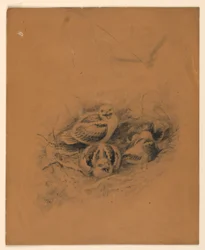 Oiseaux