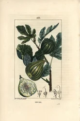 Branche de figuier avec figues