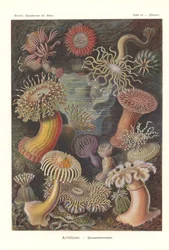 Actinies - Anémone de mer, Pl.49, de 