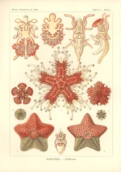 Asteridea - Étoile de mer, Pl.40 de 
