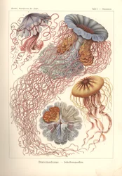 Discomedusae - Scheibenquallen, Pl. 8 de 