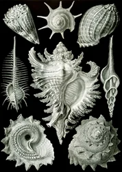 Exemples de Prosranchia - coquilles de divers gastéropodes prosobranches, de 