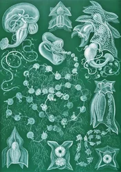 Exemples de Siphonophores de 