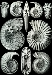 Illustration de Ammonitida de "Kunstformen der Natur" 1904