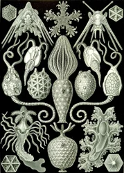 Illustration de Amphoridea de "Kunstformen der Natur" 1904