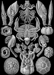 Illustration de Cirripedia de "Kunstformen der Natur" 1904