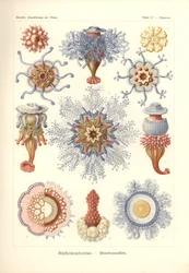 Siphonophores - Méduses, de 