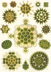Variétés de Pediastrum de 
