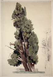 Cyprès dans le parc de la villa d