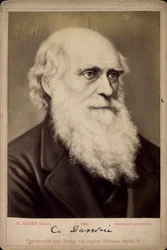 Charles Darwin, naturaliste britannique, c1860s-c1870s