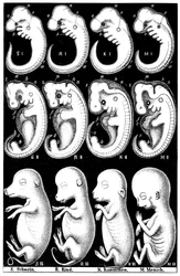 Comparaison de Haeckel entre des embryons de porc, de vache, de lapin et d