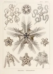Planche 10 Ophiothrix Ophiodea de 