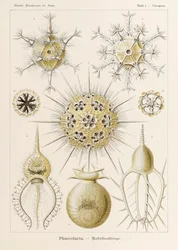 Planche 1 Circogonia Phaeodaria de 