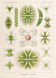 Planche 24 Staurastrum Desmidiea de 